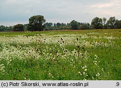 Violo-Cnidietum dubii