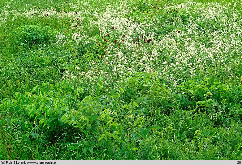 Violo-Cnidietum dubii