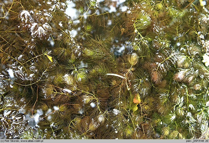 Ceratophyllum submersum (rogatek krótkoszyjkowy)