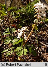 Corydalis solida (kokorycz pełna)