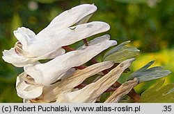 Corydalis solida (kokorycz pełna)