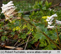 Corydalis solida (kokorycz pełna)