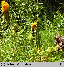 Sonchus arvensis (mlecz polny)