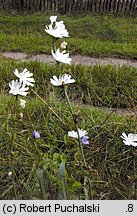 Cichorium intybus (cykoria podróżnik)