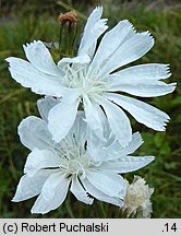 Cichorium intybus (cykoria podróżnik)