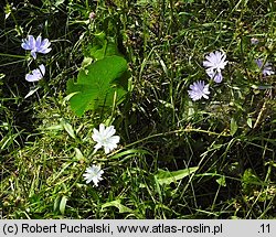 Cichorium intybus (cykoria podróżnik)