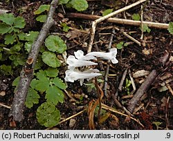 Corydalis solida (kokorycz pełna)