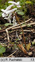 Corydalis solida (kokorycz pełna)