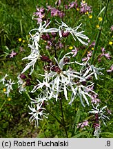 Lychnis flos-cuculi