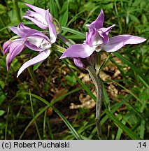 Cephalanthera rubra (buławnik czerwony)