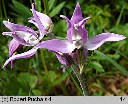 Cephalanthera rubra (buławnik czerwony)