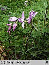 Cephalanthera rubra (buławnik czerwony)