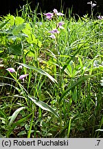 Cephalanthera rubra (buławnik czerwony)