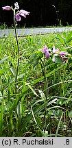 Cephalanthera rubra (buławnik czerwony)