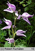 Cephalanthera rubra (buławnik czerwony)