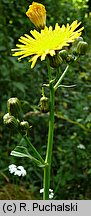 Sonchus arvensis (mlecz polny)