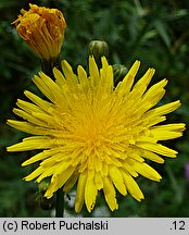 Sonchus arvensis (mlecz polny)