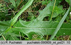 Sonchus arvensis (mlecz polny)