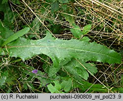 Sonchus arvensis (mlecz polny)