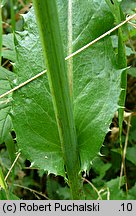 Sonchus arvensis (mlecz polny)