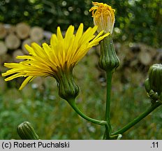 Sonchus arvensis (mlecz polny)