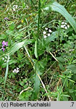 Sonchus arvensis (mlecz polny)