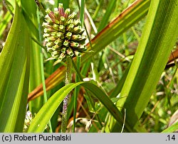 Succisella inflexa (czarcikęsik Kluka)