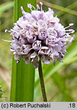 Succisella inflexa (czarcikęsik Kluka)