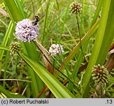 Succisella inflexa (czarcikęsik Kluka)