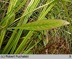 Succisella inflexa (czarcikęsik Kluka)