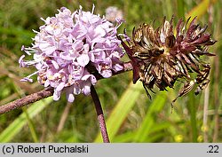 Succisella inflexa (czarcikęsik Kluka)