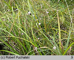 Succisella inflexa (czarcikęsik Kluka)