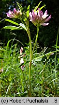 Trifolium lupinaster (koniczyna łubinowata)