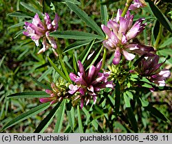 Trifolium lupinaster (koniczyna łubinowata)