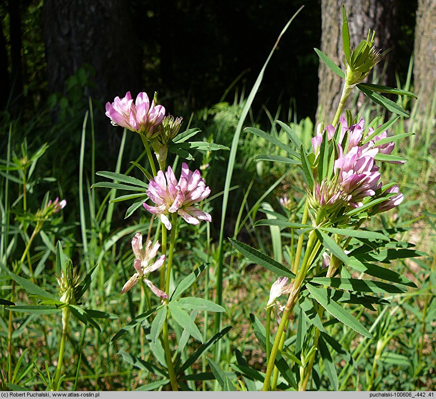 Trifolium lupinaster (koniczyna łubinowata)