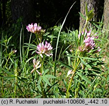 Trifolium lupinaster (koniczyna łubinowata)