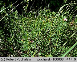 Trifolium lupinaster (koniczyna łubinowata)