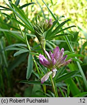 Trifolium lupinaster (koniczyna łubinowata)