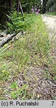Verbascum phoeniceum (dziewanna fioletowa)