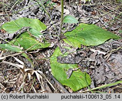 Verbascum phoeniceum (dziewanna fioletowa)