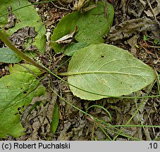 Verbascum phoeniceum (dziewanna fioletowa)