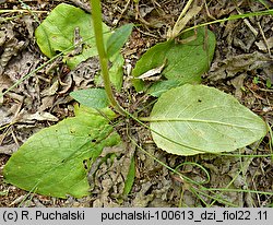 Verbascum phoeniceum (dziewanna fioletowa)