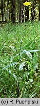 Sonchus arvensis (mlecz polny)