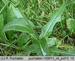 Sonchus arvensis (mlecz polny)