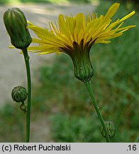 Sonchus arvensis (mlecz polny)