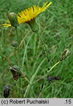 Sonchus arvensis (mlecz polny)