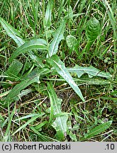 Sonchus arvensis (mlecz polny)