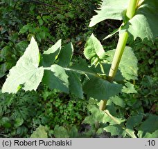 Sonchus oleraceus (mlecz zwyczajny)