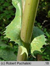 Sonchus oleraceus (mlecz zwyczajny)