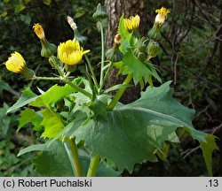 Sonchus oleraceus (mlecz zwyczajny)